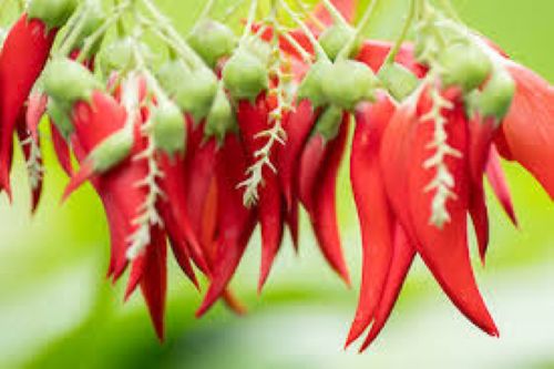 Clianthus Maximus - Kakabeck - Red