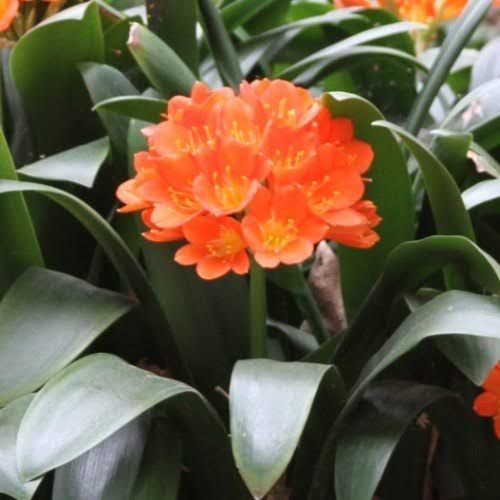 Clivia Fire Glow