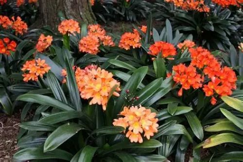 Clivia Grandiflora