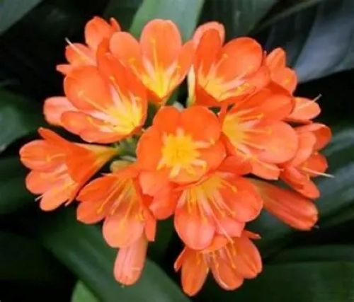 Clivia Grandiflora