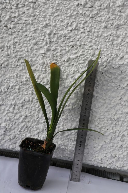 Clivia Yellow
