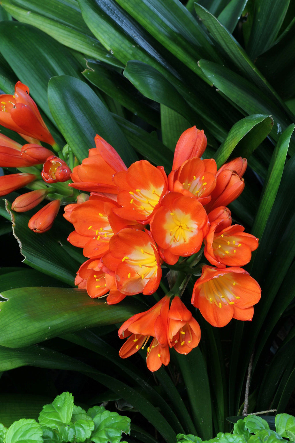 Clivia Miniata