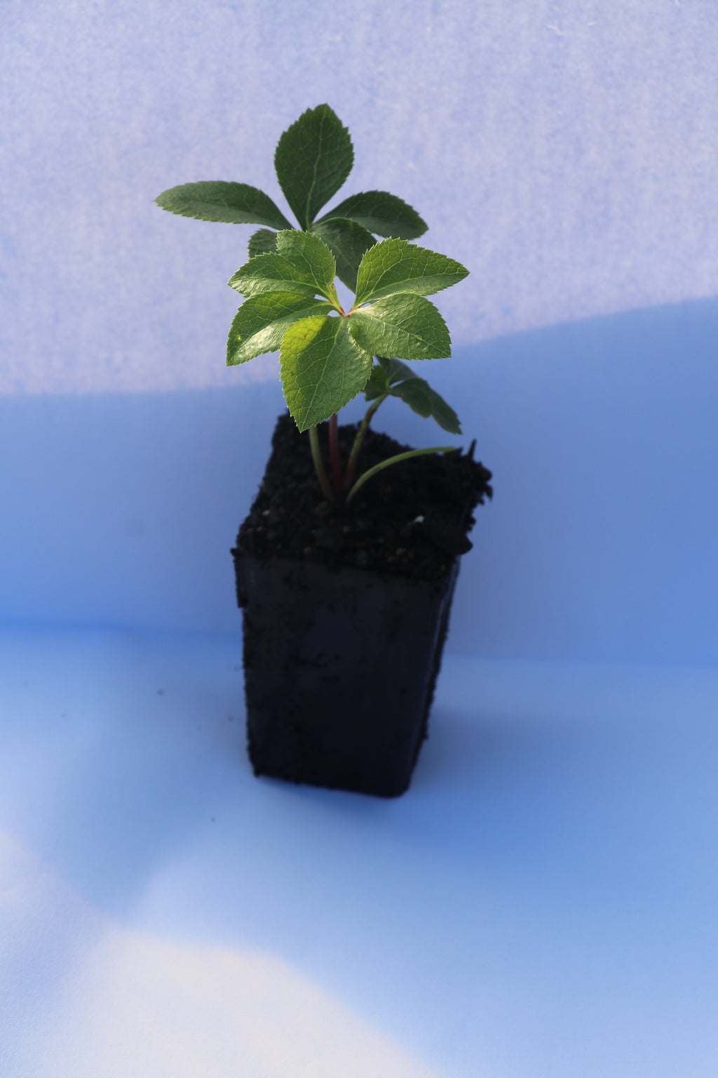 Helleborus Conny - Winter Rose