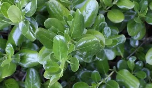 Coprosma Poor Knights