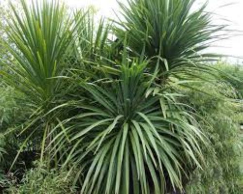 Cordyline Austrails