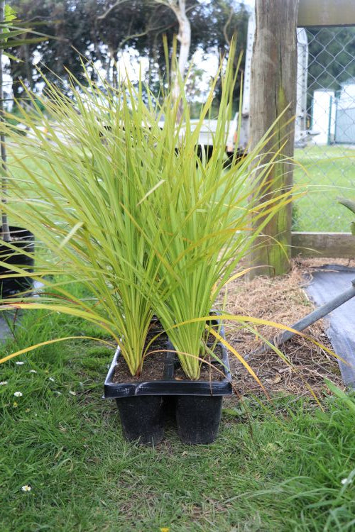 Cordyline Austrails