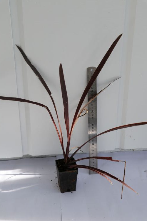 Cordyline Renegade