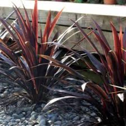Cordyline Renegade