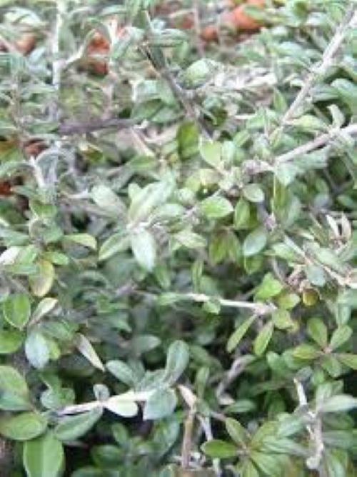 Corokia Clover