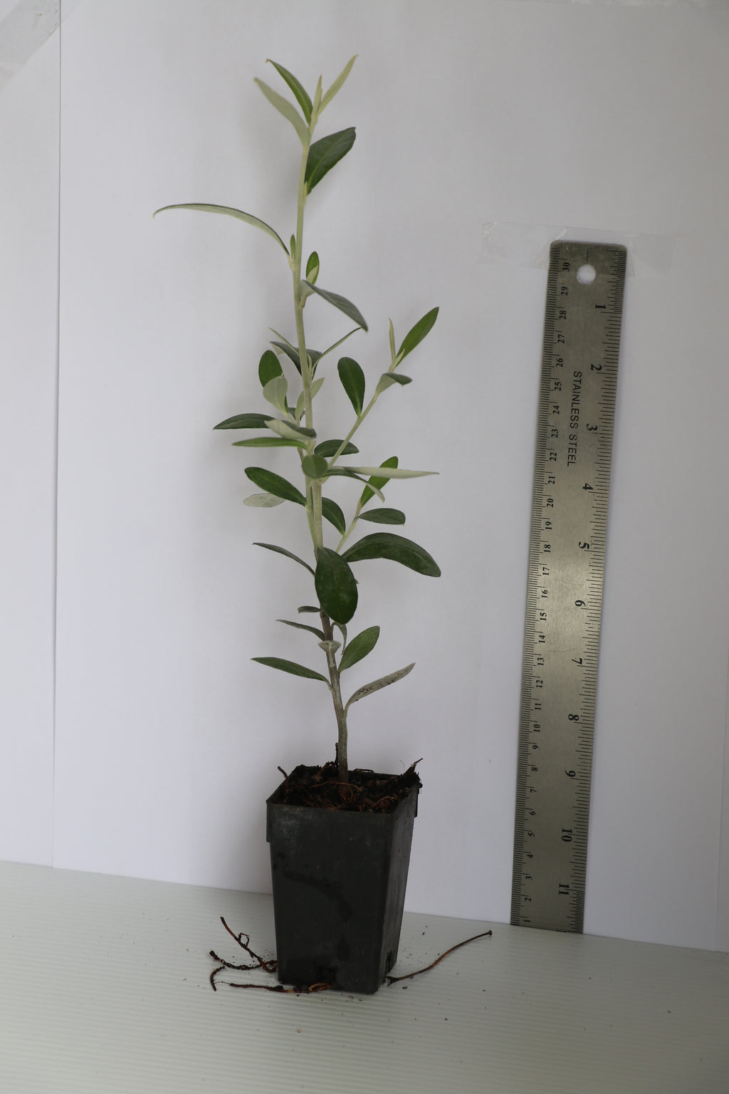 Corokia Geentys Green