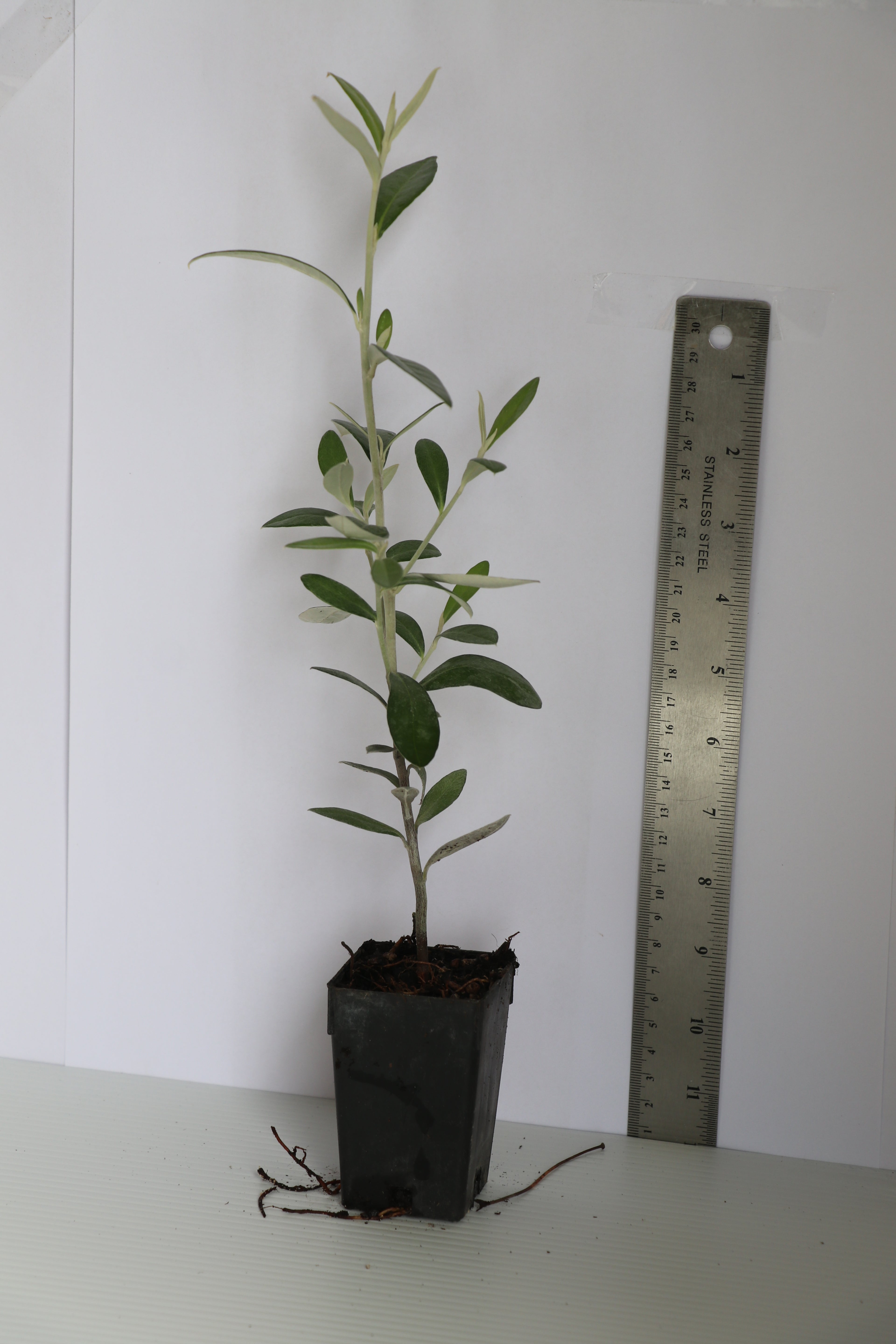 Corokia Geentys Green