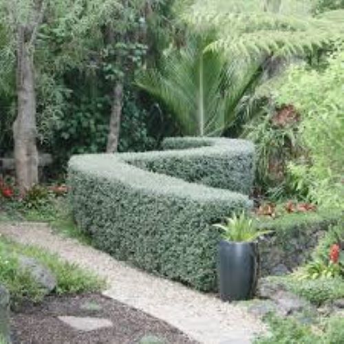 Corokia Geentys Green