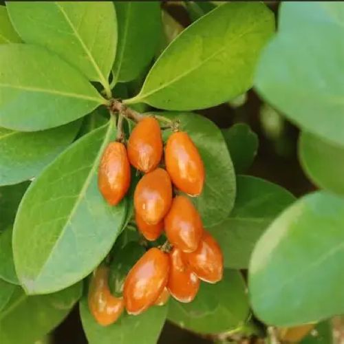 Corynocarpus Laevigatus - Karaka