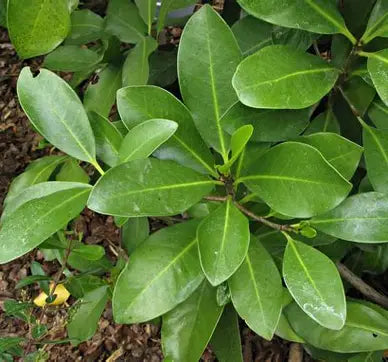 Corynocarpus Laevigatus - Karaka