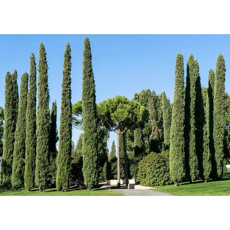 Cupressus Green Spire