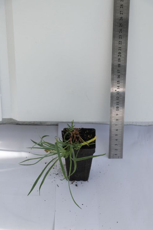 Dianthus Red Dwarf