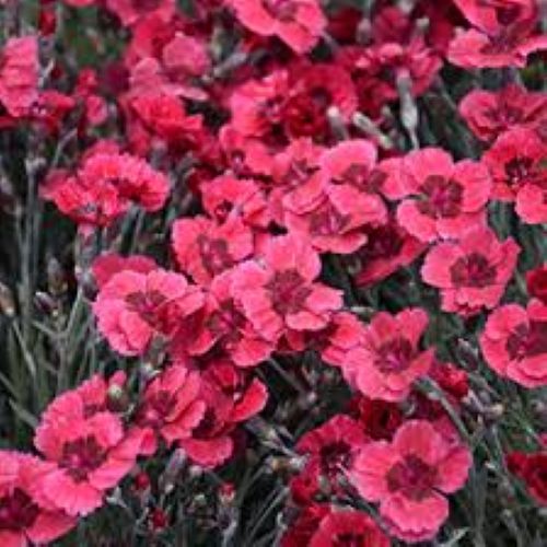 Dianthus Red Dwarf