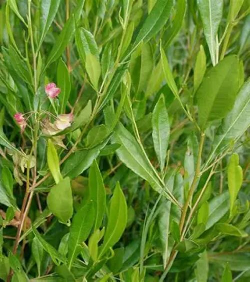Dodonaea Viscosa