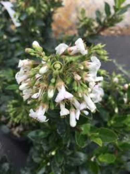Escallonia Snowbud
