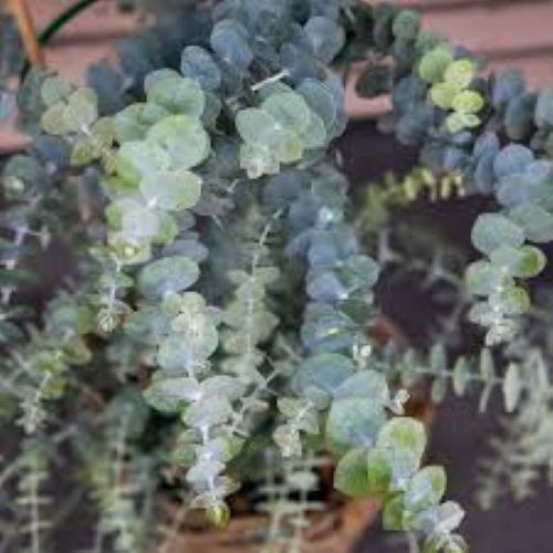 Eucalyptus Baby Blue