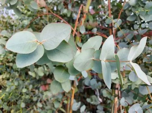 Eucalyptus Cinerea - Silver Dollar Tree