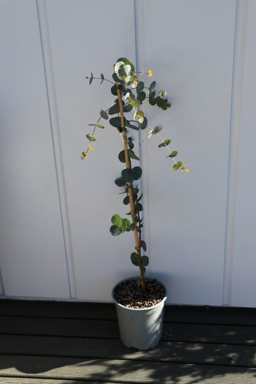 Eucalyptus Cinerea - Silver Dollar Tree