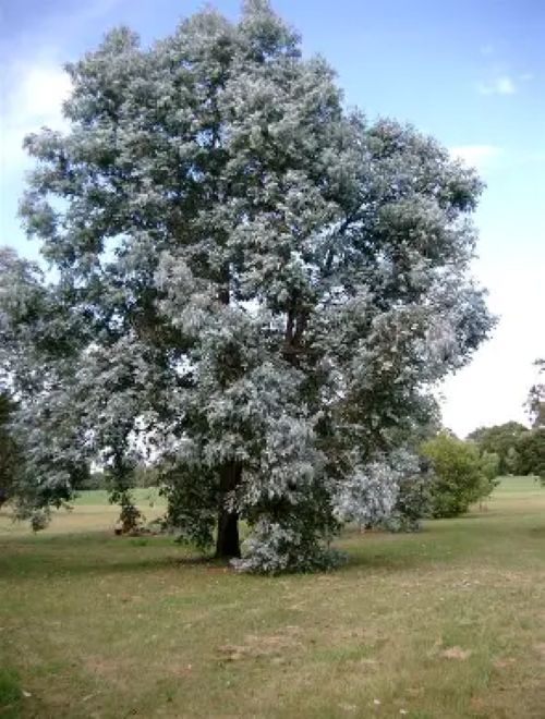 Eucalyptus Cinerea - Silver Dollar Tree