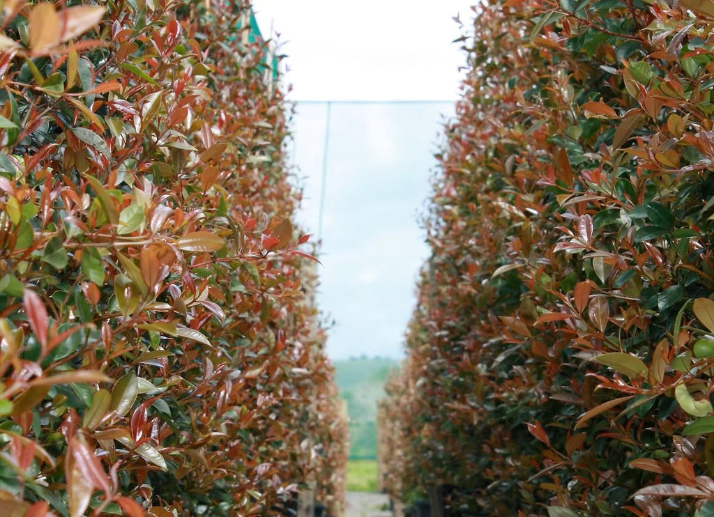 Eugenia  - Syzygium Hedgemaster - Lilly Pilly