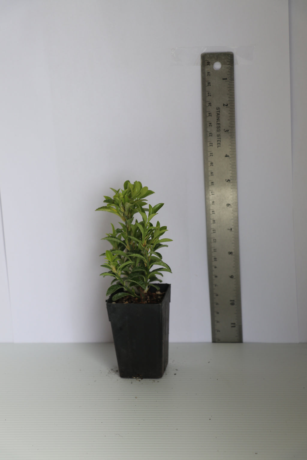 Euonymus Emerald Gem