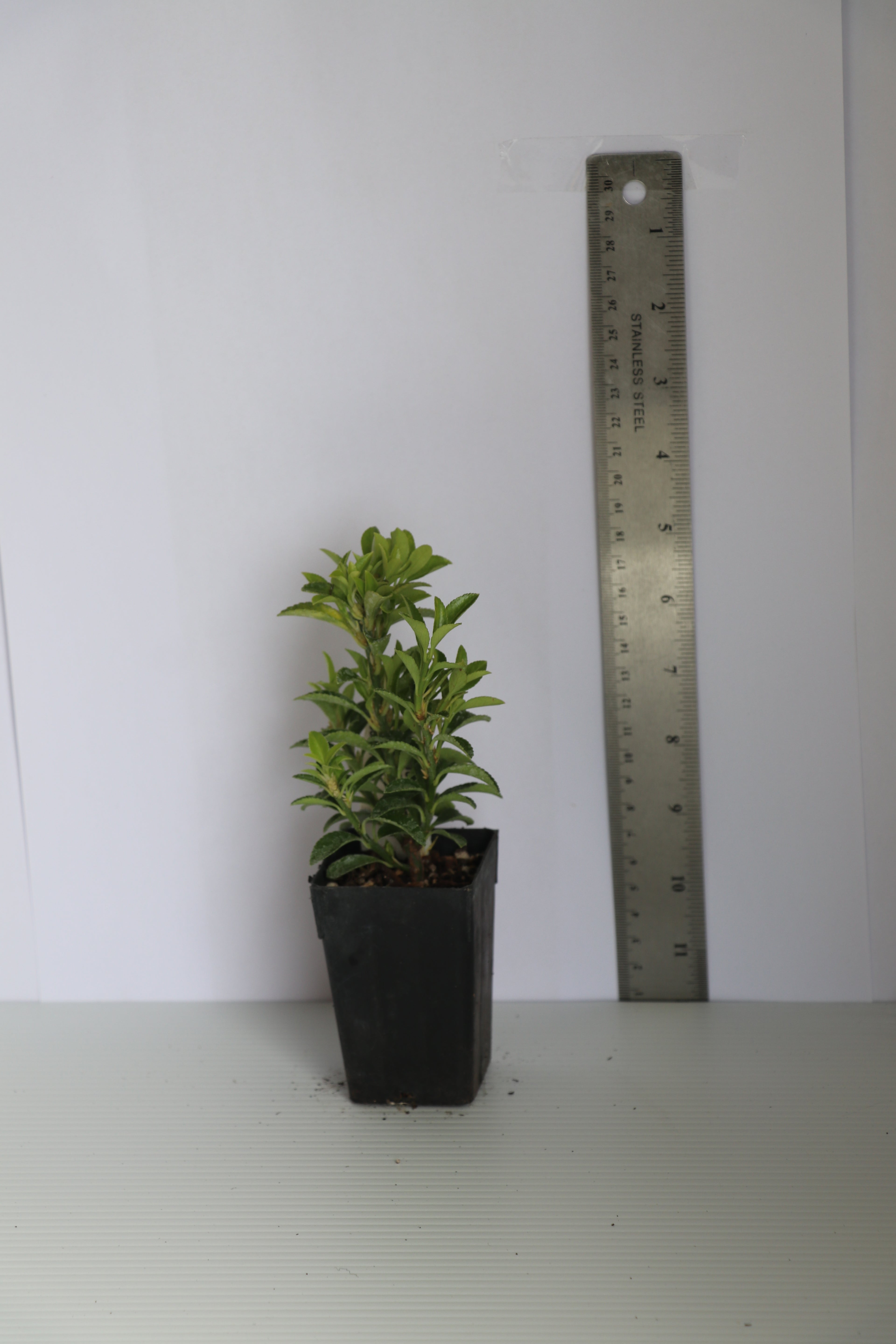 Euonymus Emerald Gem