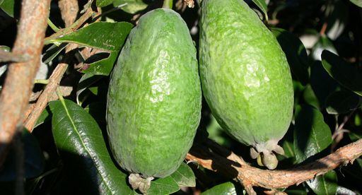 Feijoa Apollo 3.5lt
