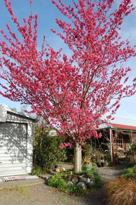 Prunus Felix Jury  -  Flowering Cherry Tree - Bareroot Tree