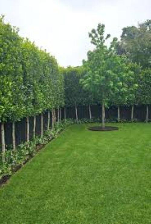 Ficus Tuffi Standard
