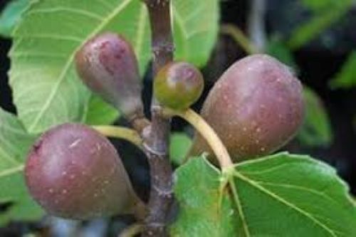 Fig Brunoro Black - Bareroot tree