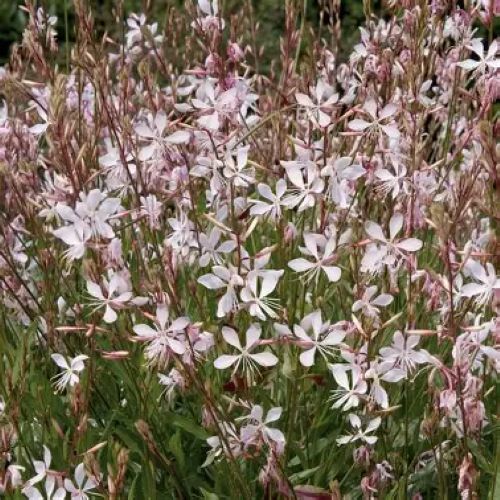 Gaura Sparkle White