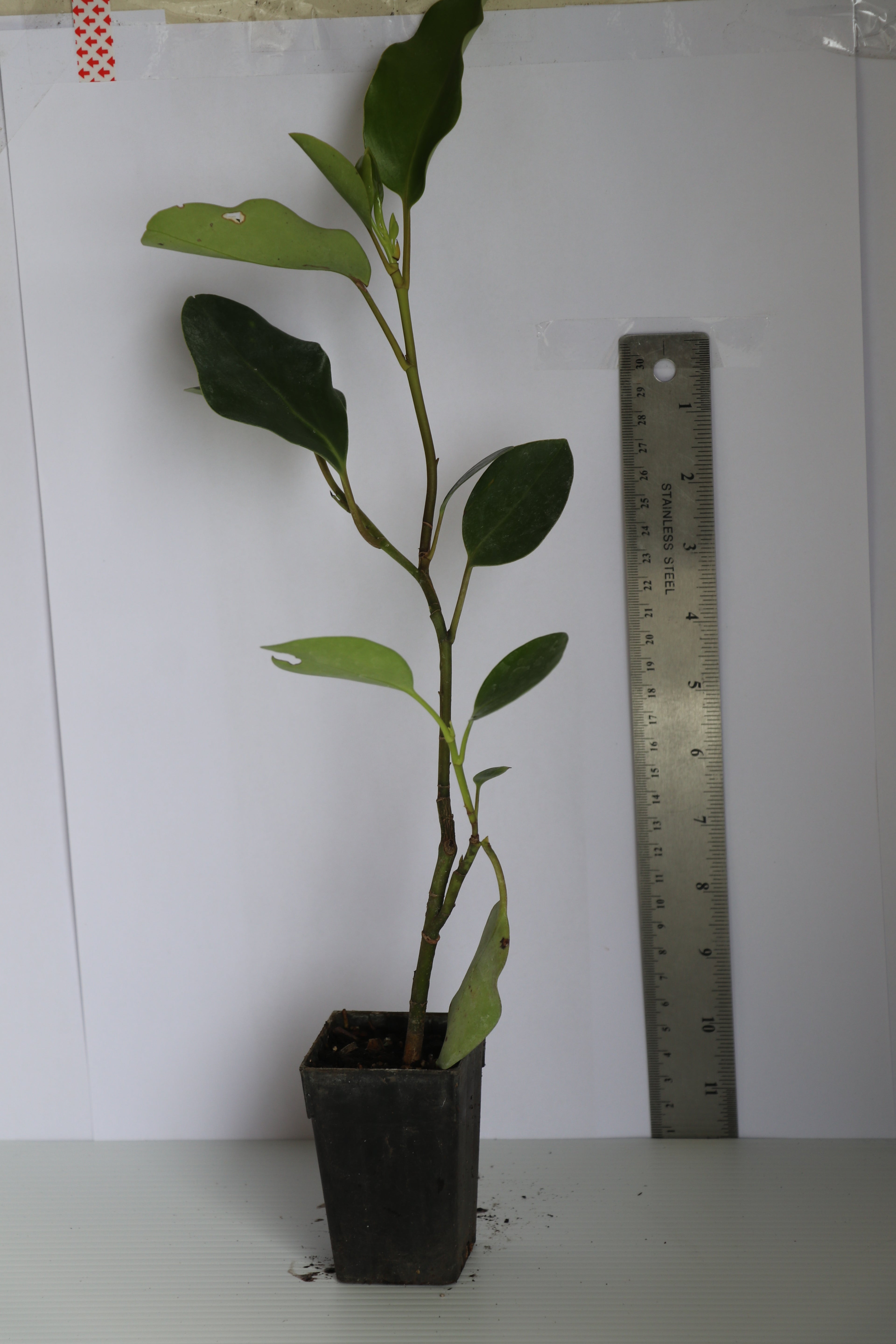 Griselina Broadway Mint