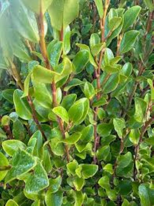 Griselinia Canterbury