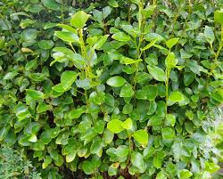 Griselina Broadway Mint