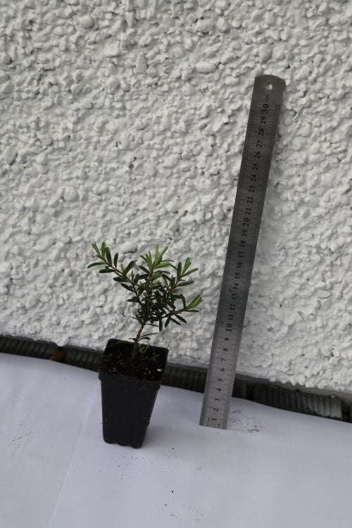 Hebe diosmifolia Mauve