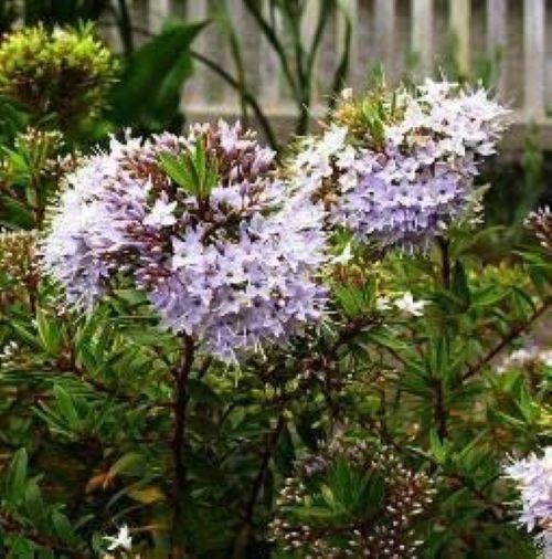 Hebe diosmifolia Mauve