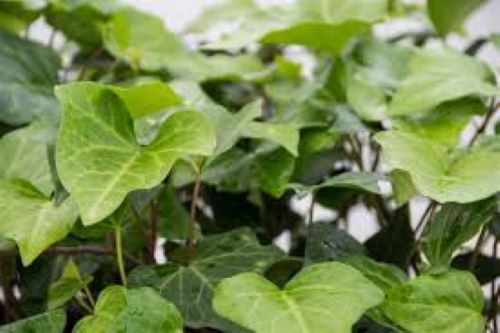 Hedera Canariensis