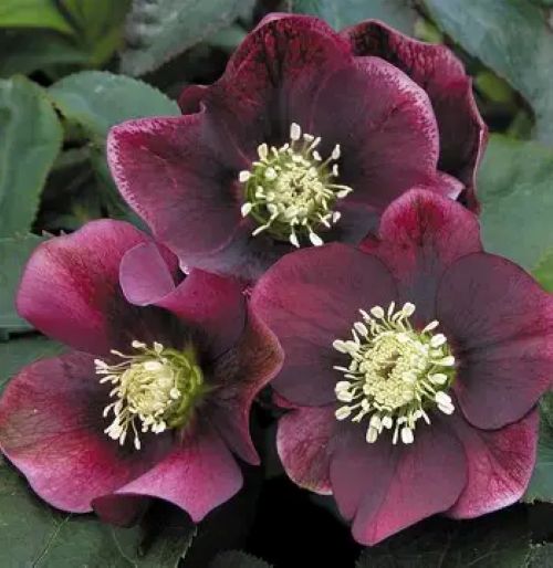 Helleborus Flash Gordon