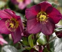 Helleborus Ice n Roses -Winter Rose