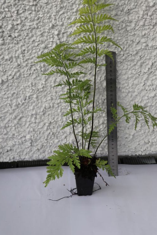 Asplenium Bulbiferum - Hen and Chicken Fern