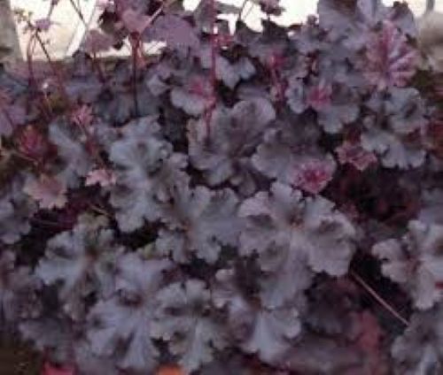 Heuchera Dark Secret