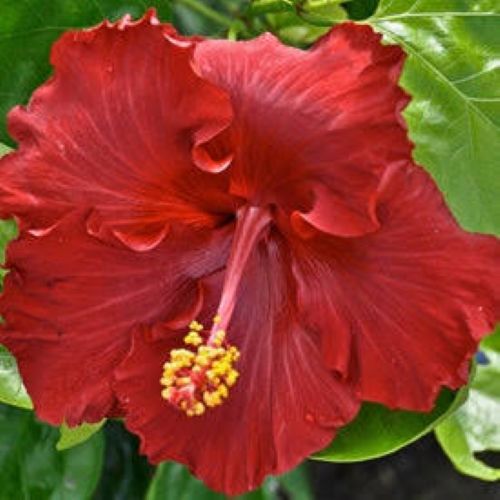 Hibiscus Molly Cummings
