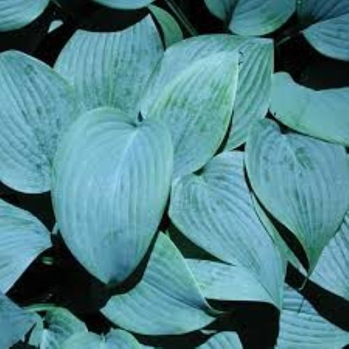 Hosta Fragrant Blue