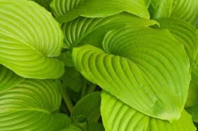 Hosta Sum and Substance