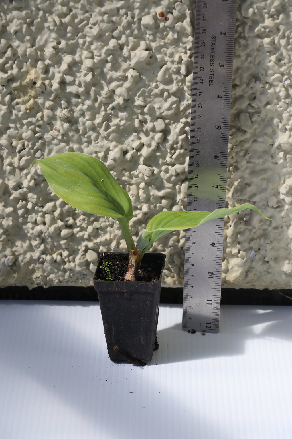 Hosta Sum and Substance