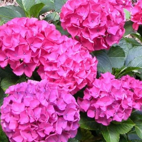 Hydrangea Alpen Glow